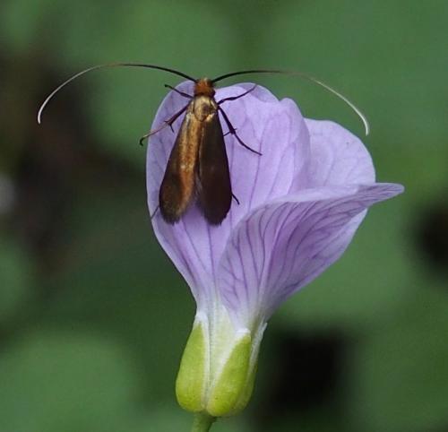Cauchas rufimitrella